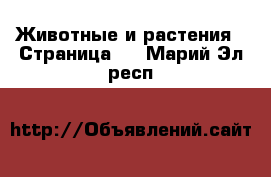  Животные и растения - Страница 6 . Марий Эл респ.